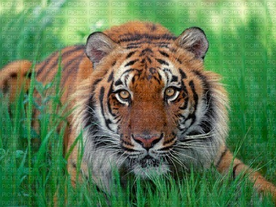 Kaz_Creations Deco Cats  Tiger Backgrounds Background - фрее пнг