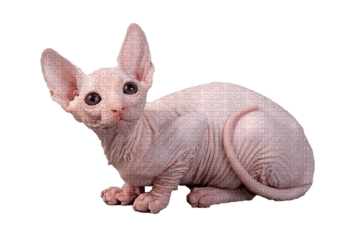 sphynx cat - Free PNG