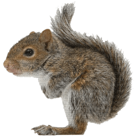 Kaz_Creations Squirrel - png gratis