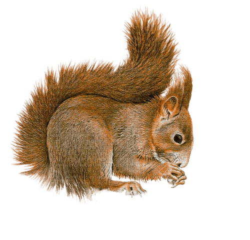 Squirrell-RM - darmowe png