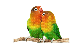 Kaz_Creations Birds Bird Parrots - PNG gratuit