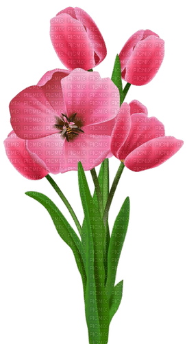 Tulpen, pink, Blumen - zadarmo png