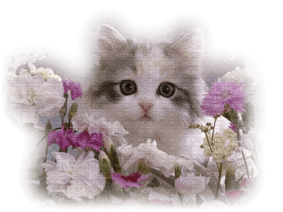 Kaz_Creations Animals Animal Cats Cat Kitten Flowers Deco - 免费PNG