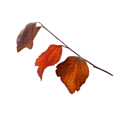 Automne - δωρεάν png