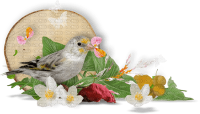 patymirabelle oiseau - besplatni png