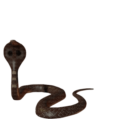 Kaz_Creations Snakes Snake - ücretsiz png