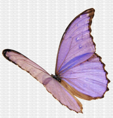 papillon violet - png grátis