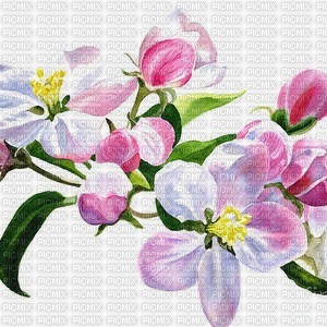 Background Apple Blossom - gratis png