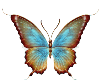 papillon.Cheyenne63 - GIF animé gratuit