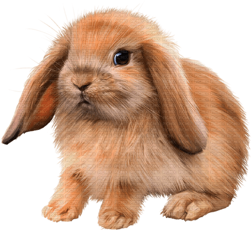 Kaz_Creations Rabbit - besplatni png
