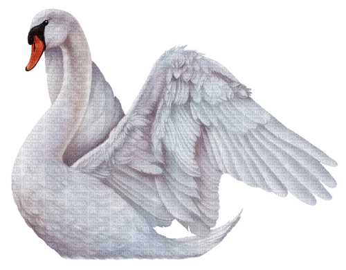 Y.A.M._Birds swans - фрее пнг