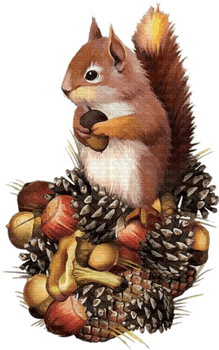 Eichhörnchen, Herbst, Zapfen, Kastanien - фрее пнг