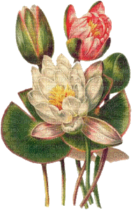 chantalmi fleur rose - GIF animasi gratis