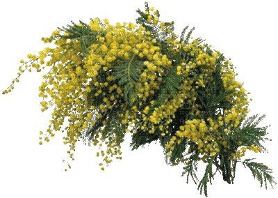 mimosa jaune - Δωρεάν κινούμενο GIF
