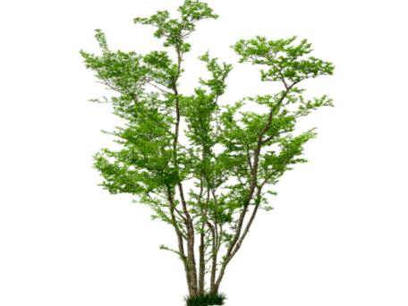 Дерево - 免费PNG
