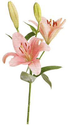 fleur - δωρεάν png
