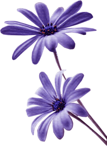 Flower Violet - Bogusia - zadarmo png