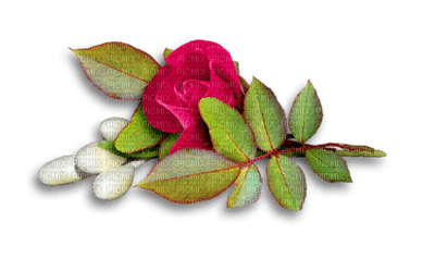 Rose Red Green Leaf - Bogusia - ücretsiz png