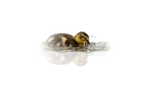 Canard - Free PNG