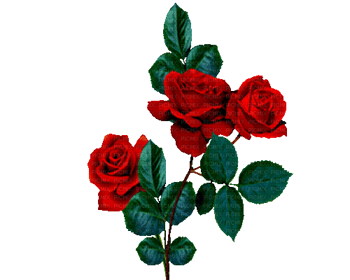 Fleurs.Flowers.Red.roses.Victoriabea - Darmowy animowany GIF