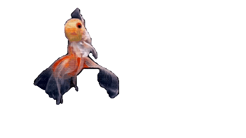Рыба - Ilmainen animoitu GIF