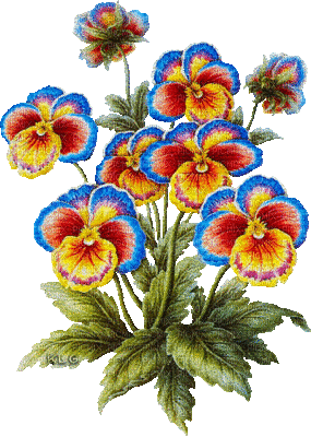 pansy flowers bp - Free animated GIF