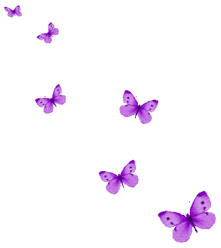 Animated.Butterflies.Purple - By KittyKatLuv65 - Free animated GIF
