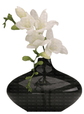 orchids white bp - zadarmo png