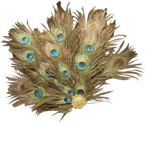 Peacock feather - darmowe png