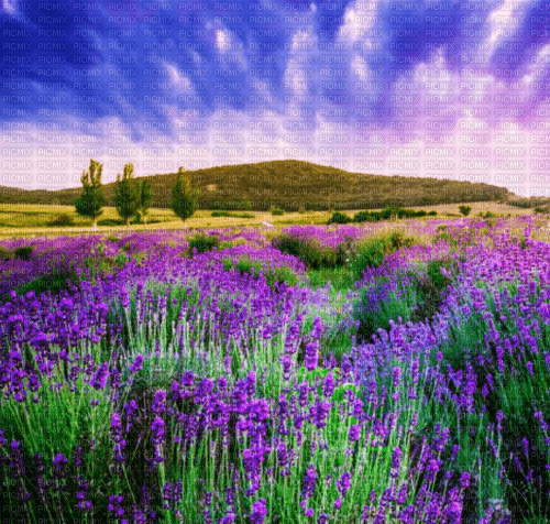 Rena Purple Flower Field Hintergrund - nemokama png