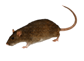 Kaz_Creations Rat Mouse - png grátis