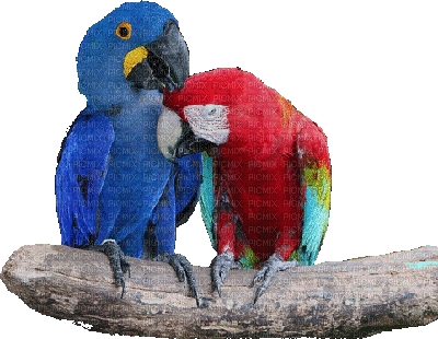 Kaz_Creations Birds Bird Parrots - Animovaný GIF zadarmo