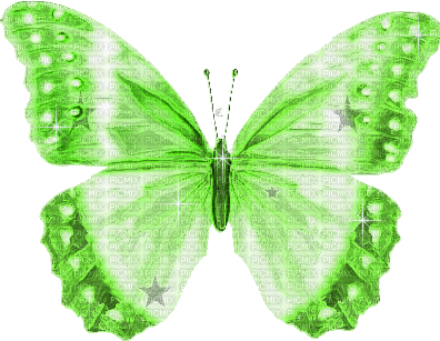 chantalmi papillon butterfly vert green - GIF animé gratuit