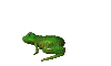 grenouille - Free animated GIF