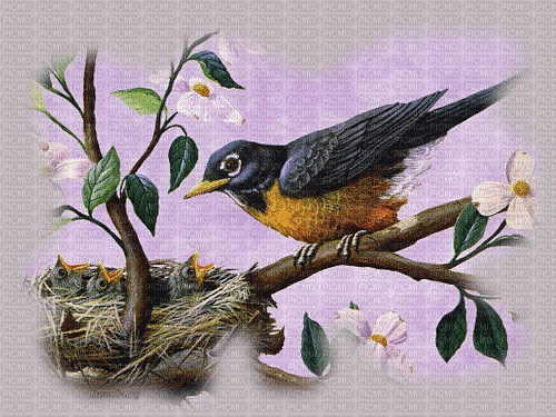 Vogel, Nest, Vintage - 無料のアニメーション GIF