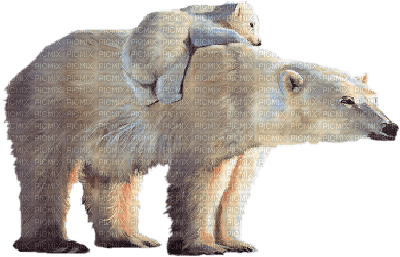 dolceluna deco bear bears white - PNG gratuit