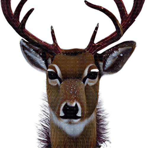 kikkapink winter deer animal - фрее пнг