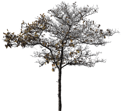 tree anastasia - nemokama png