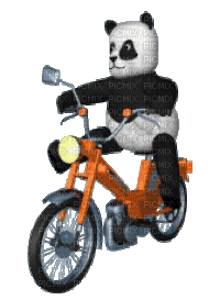 panda bp - GIF animado gratis