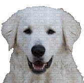 kuvasz hungarian dog breed - darmowe png