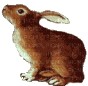 Kleiner Hase - Ingyenes animált GIF