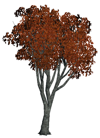Осень-дерево. - Kostenlose animierte GIFs