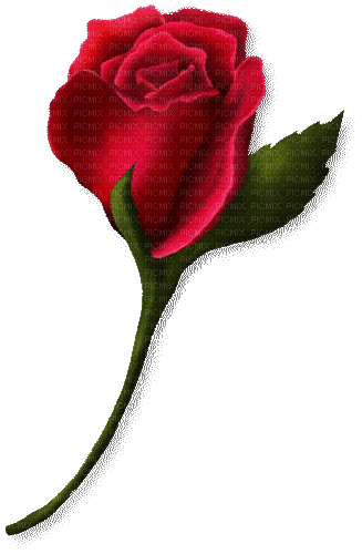 heartbeat red rose - GIF animé gratuit