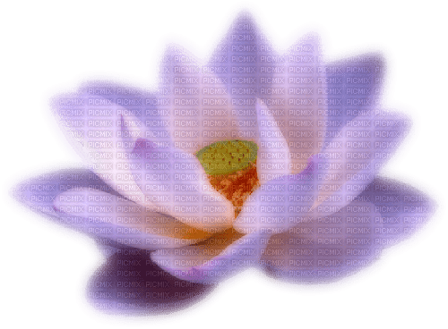 Lotus Flower - Free PNG