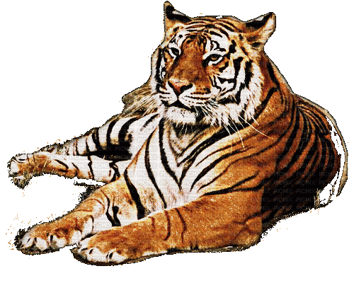 tiger, tigre - Free animated GIF - PicMix