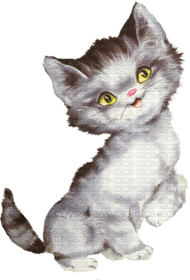 cat chat - nemokama png
