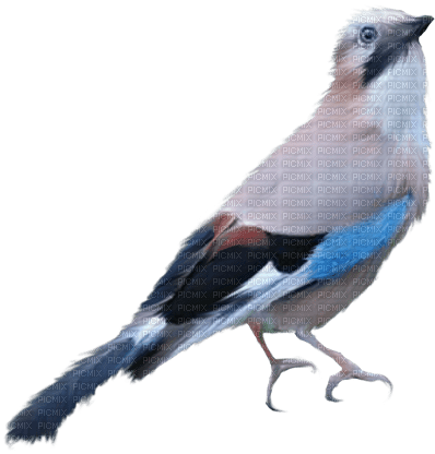 autumn bird blue kikkapink deco png - бесплатно png