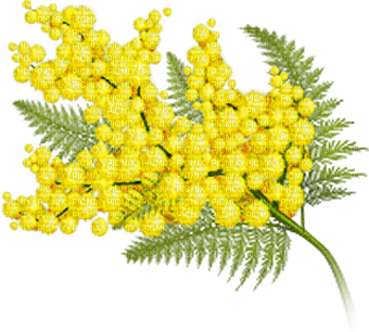 soave deco flowers spring branch mimosa - ücretsiz png