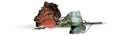 rose anastasia - png grátis