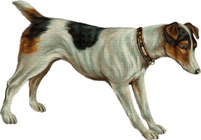 Chien .S - 免费PNG